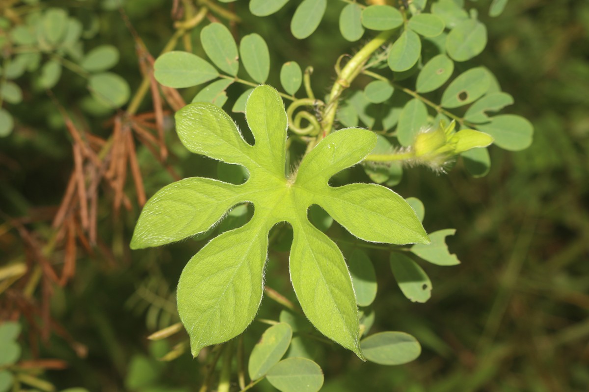 Ipomoea pes-tigridis L.